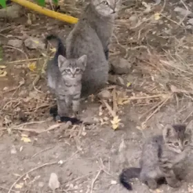 Отдаем котят