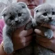 шотландские котята голубые