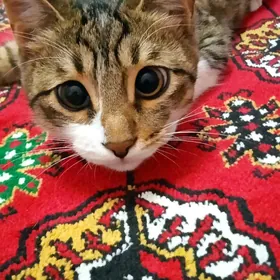 котик