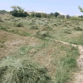 yorunja