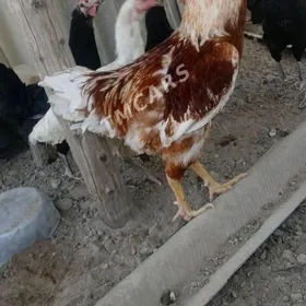 gigant ýumurtga üşürüp berýäs