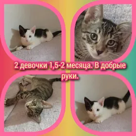котята