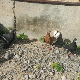 kepderi