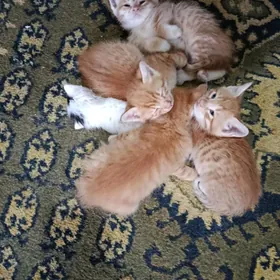 котята домашние