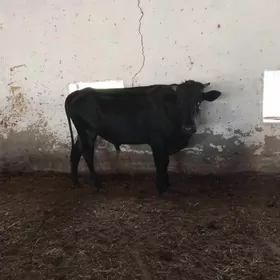 Öküz.