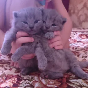 котята