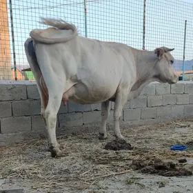 ARGINAL ŞWES SYGYR