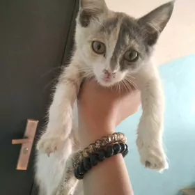 котенок