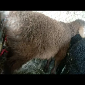 SEMIZ ETLI TOKLYLAR