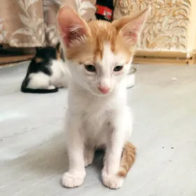 Пасхальные котята