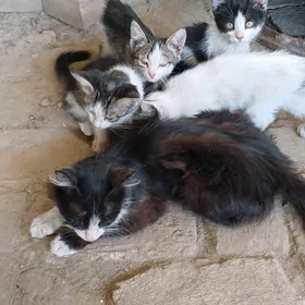 pişik