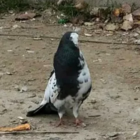 kepderi