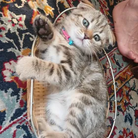 лопаухий шотландский кот1000 м