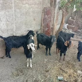 Geçi