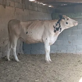 Simental we kanatka bogaz tüwe