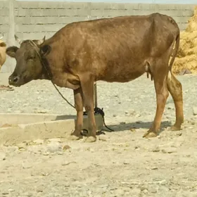 GOLELİ SYGYR