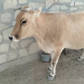 SYGYR