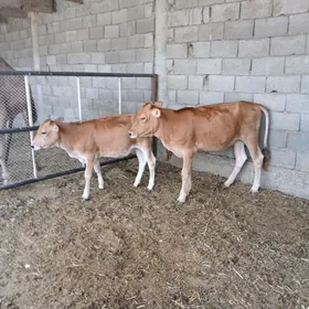 Tüwe,öküz