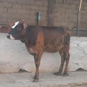 öküz