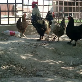 balgar Horaz