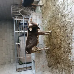 Öküz