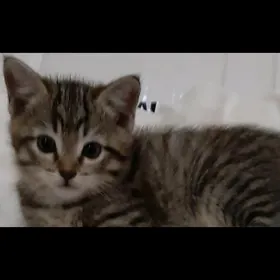 отдам котенка