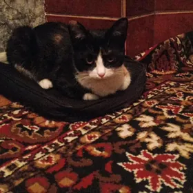 Кошка