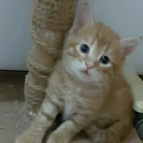 отдам котенка