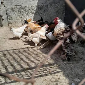 paroda towuklar