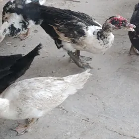 induşka fason musgus parodny