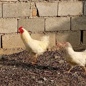 towuklar