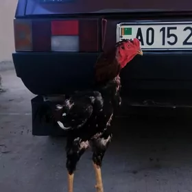 taşkent