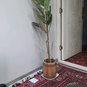 Öý gül