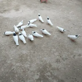 kepderler