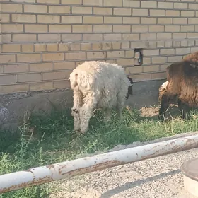 токлы