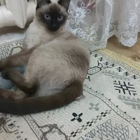 сиямская кошка для потомство