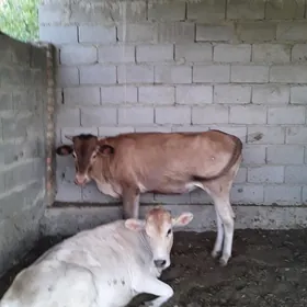 BAKYLAN  2 SANY TUWE