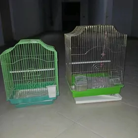 popugaỳ kletka
