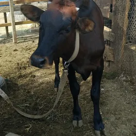 tüwe