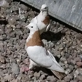 kepderi