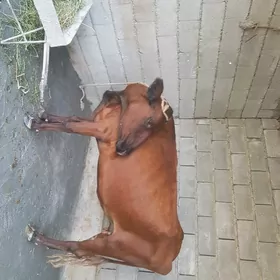 goleli sygyr