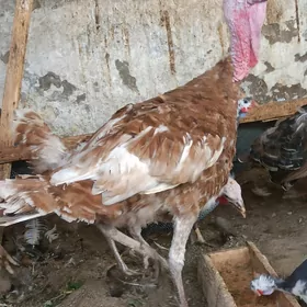 induk owgan paroda
