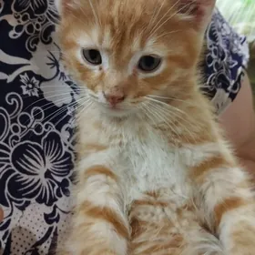 шотландские котята