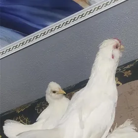 жуйже