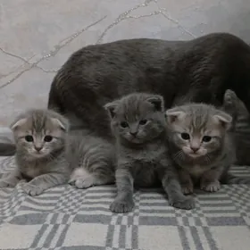 вислоухие котята