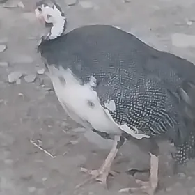 Kåkilik sisarka guş