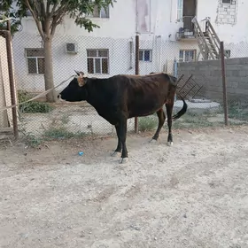 sygyr