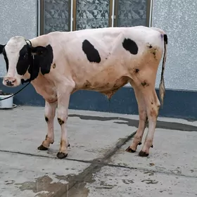 Arassa Galsteyin ökûzce