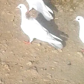 kepderi