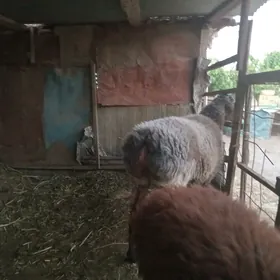 koçkar we. koyun